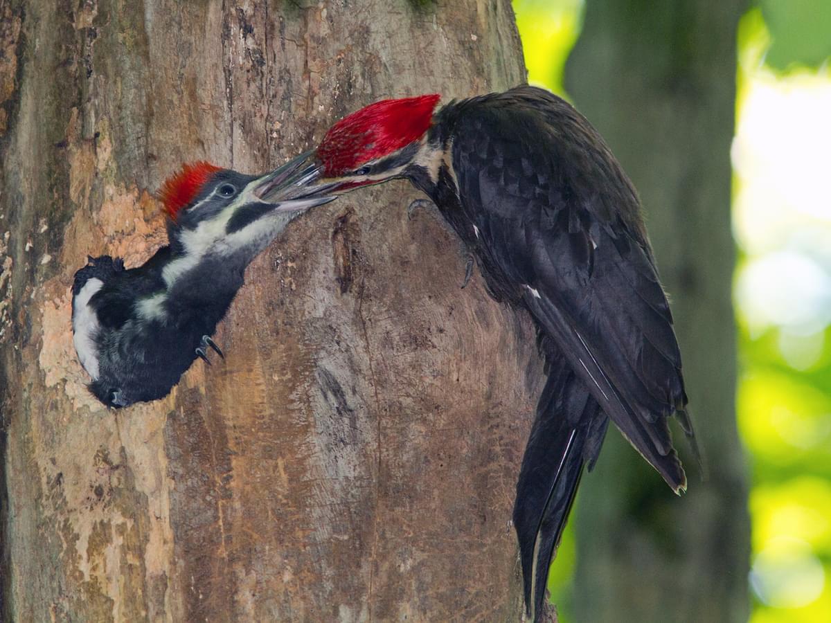 Pileated Woodpecker at the nest hole feeding his young