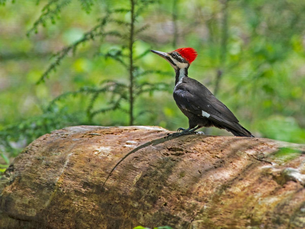 Pileated Woodpecker perched on a log, looking for insects