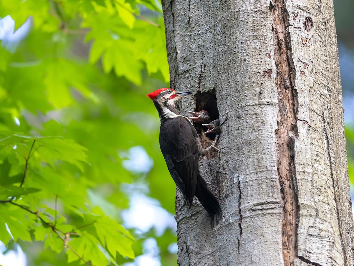 Pileated Woodpecker feeding chicks inside the nest cavity