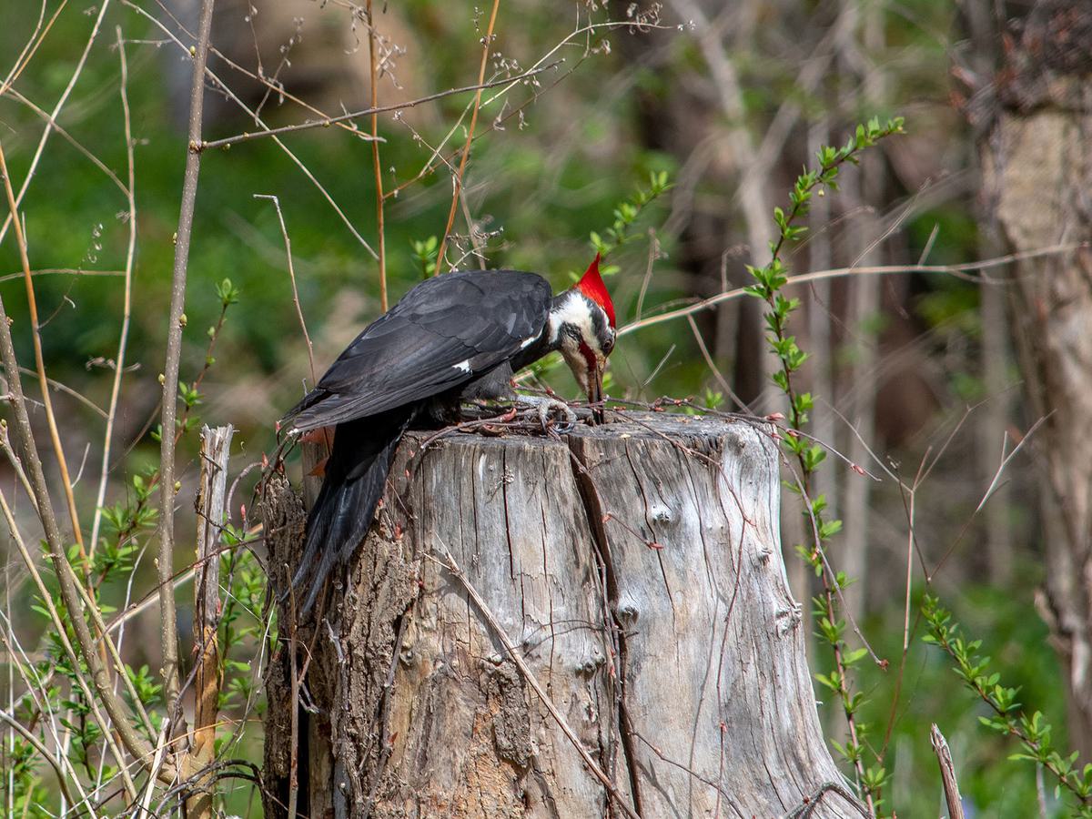 Pileated Woodpecker drilling into a rotten tree, searching for insects