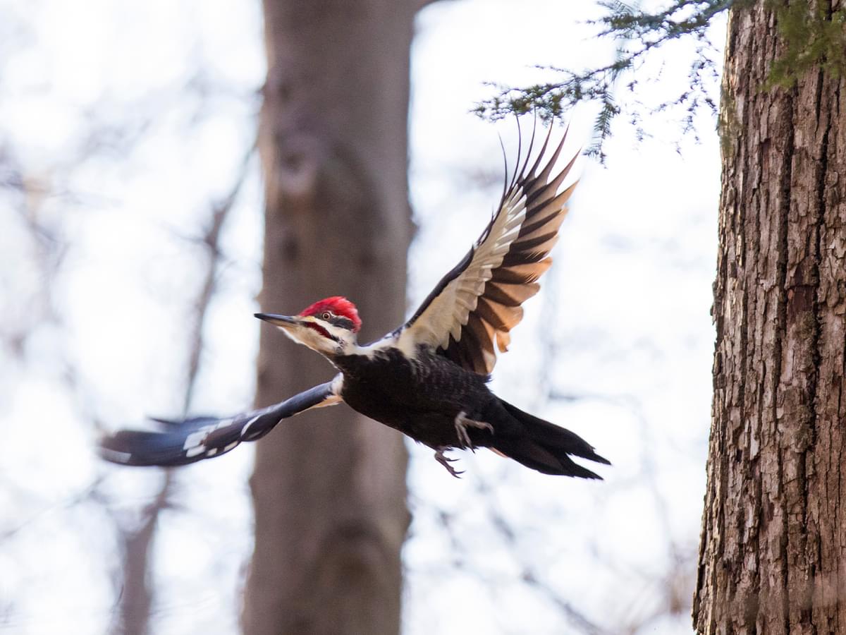 Pileated Woodpecker in-flight in woodland