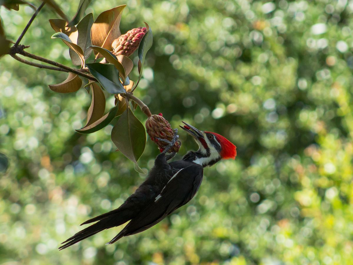 Pileated Woodpecker eating the seeds of the Southern Magnolia tree