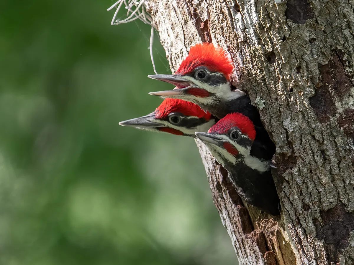 Pileated Woodpecker Nesting: A Complete Guide