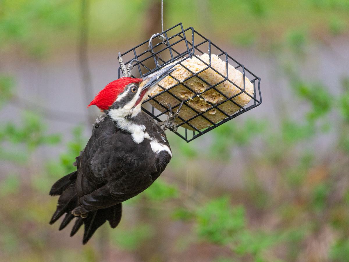 Suet bird feeders are great for feeding Pileated Woodpeckers