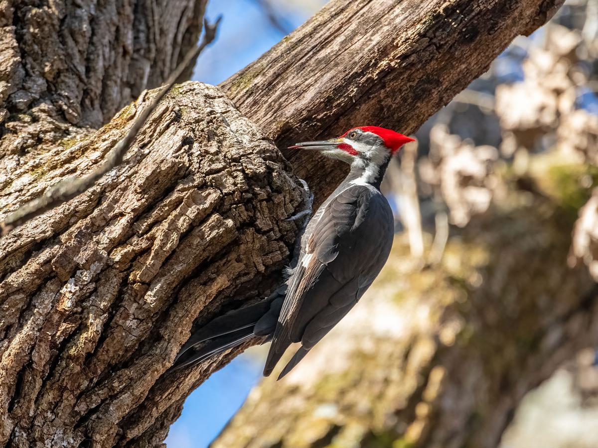 Pileated Woodpecker sticking its tongue out looking for bugs in a big, old oak tree