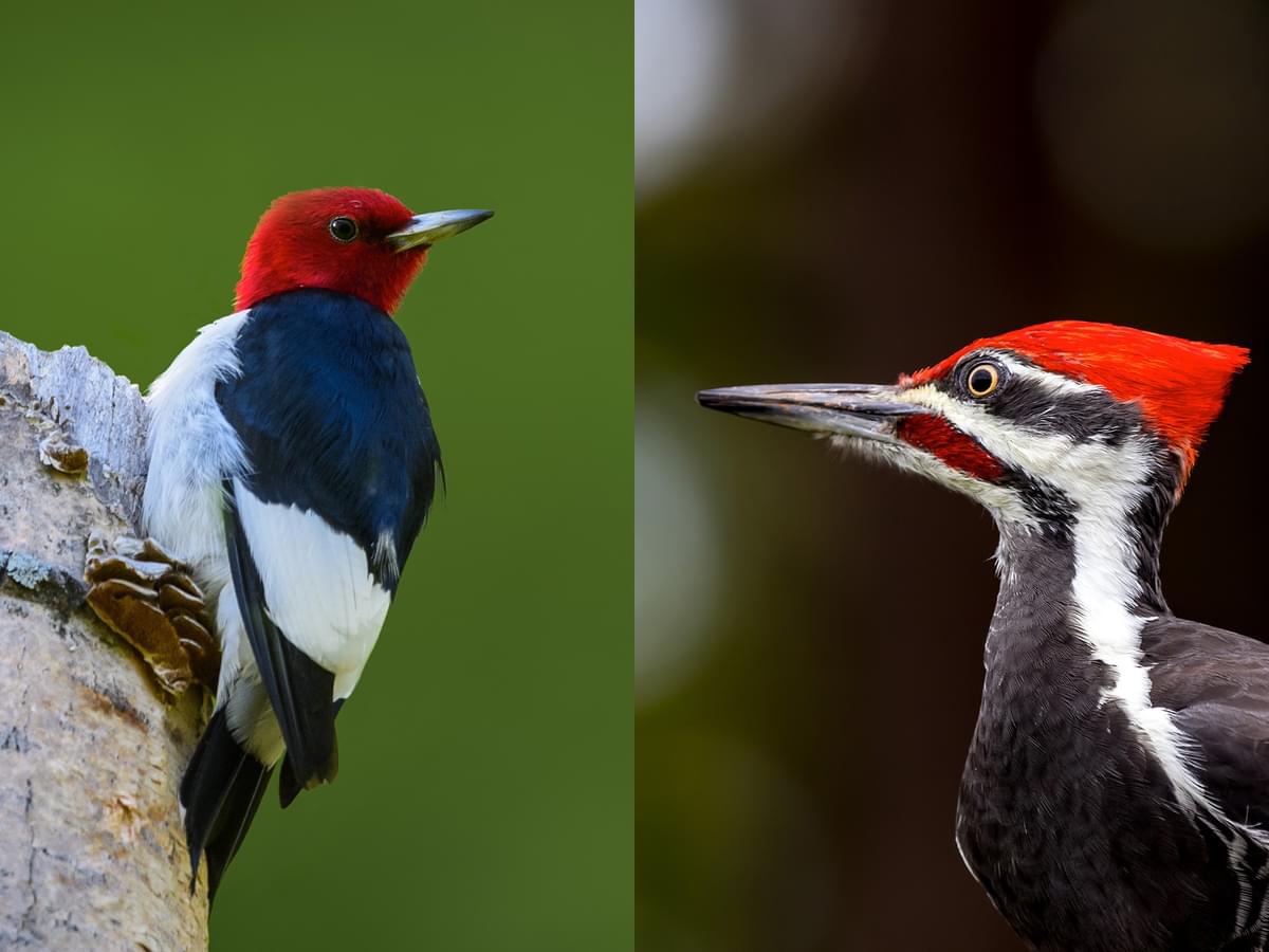 Pileated Woodpecker or Red-headed Woodpecker: What Are The Differences?