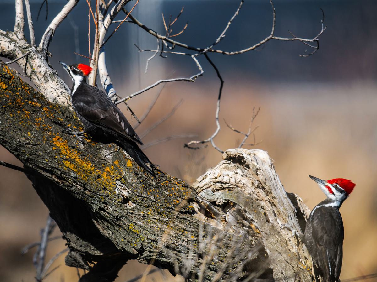 A pair of Pileated Woodpeckers foraging for food in the forest