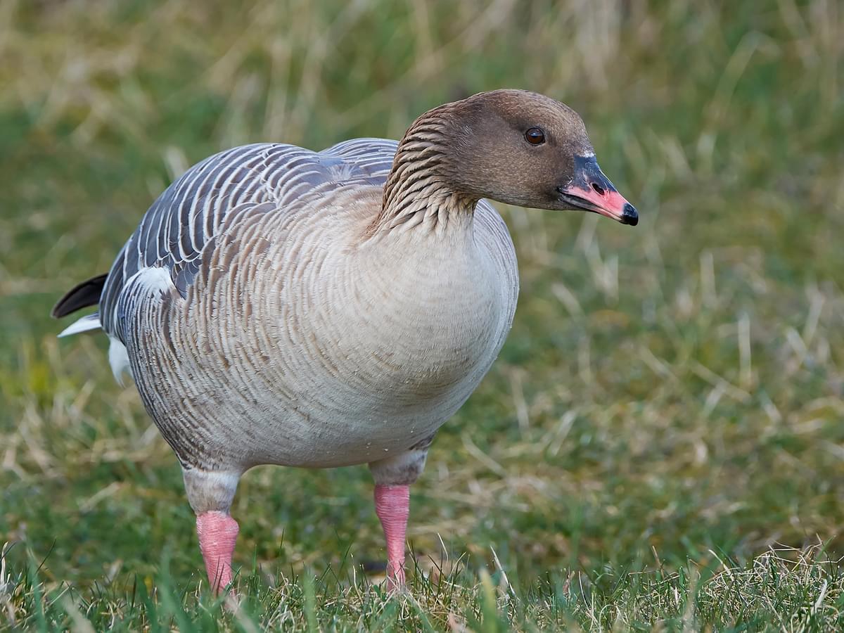 Pink-Footed Goose in natural habitat