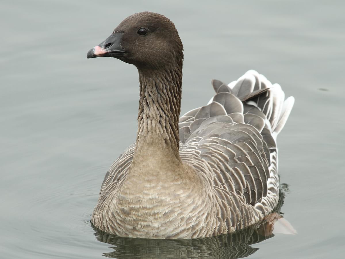 Pink-Footed Goose swimming