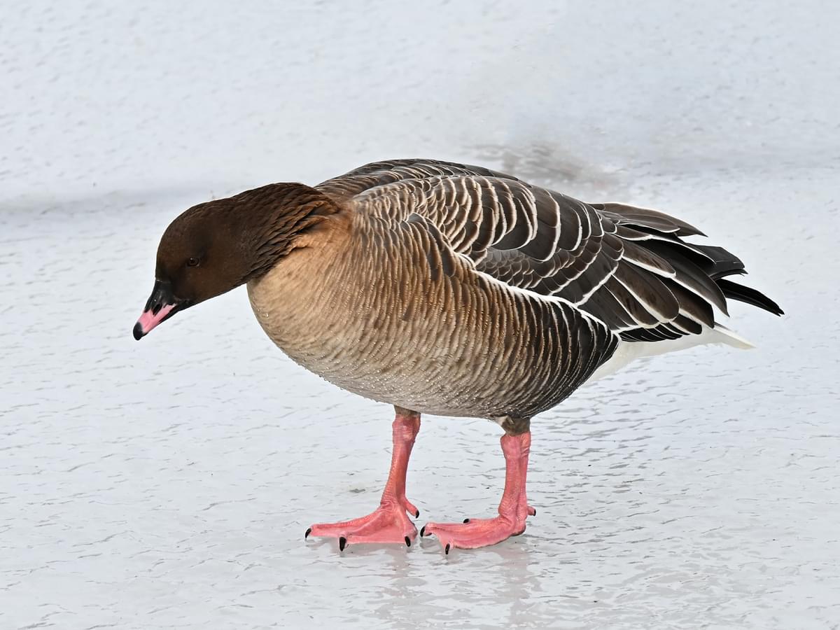 Pink-Footed Goose standing on ice