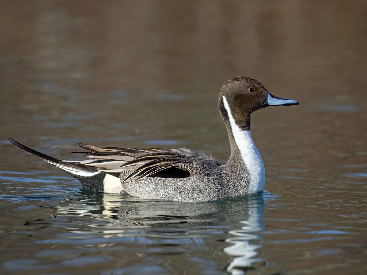 Pintail swimming on the river
