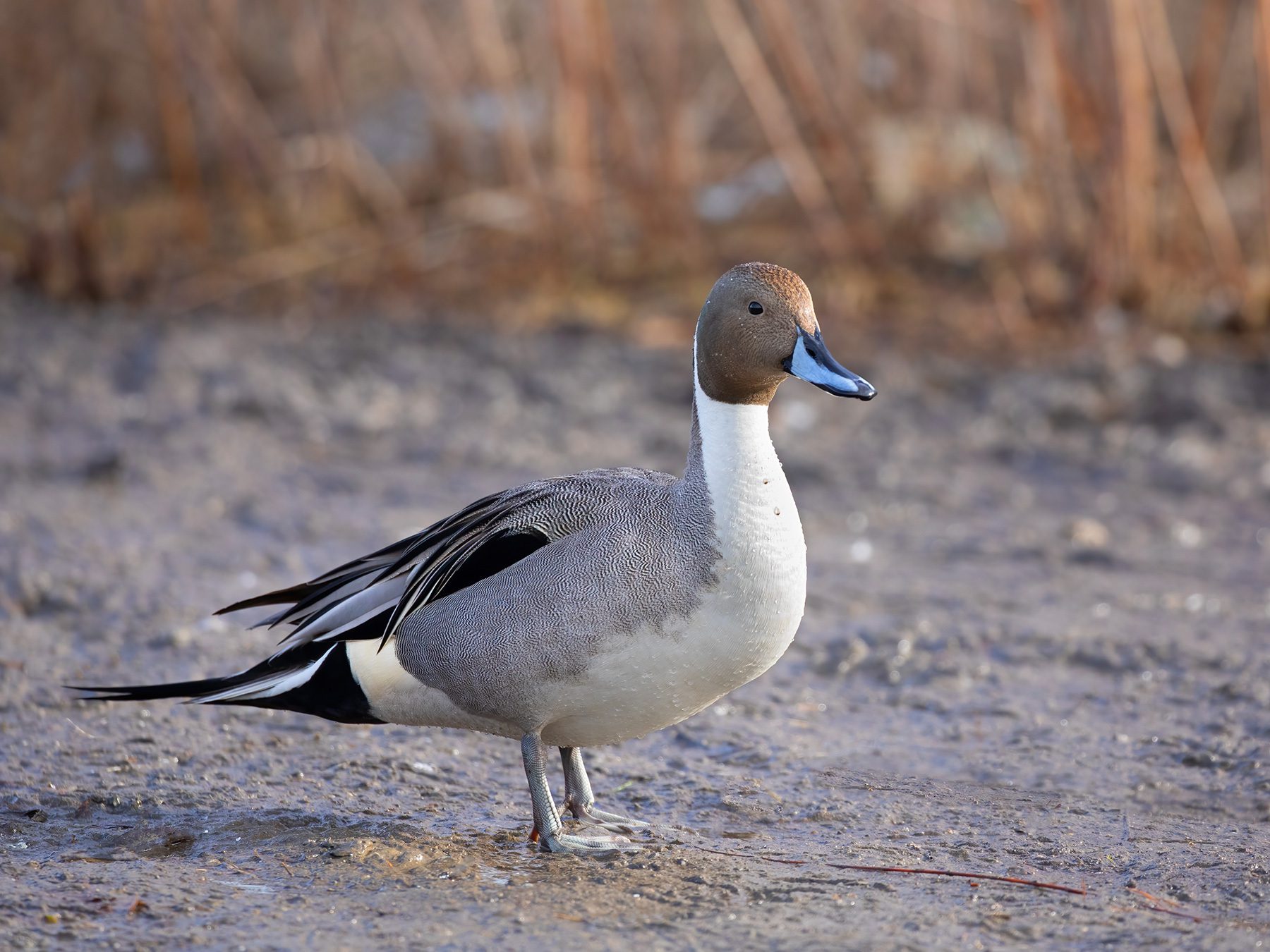 Northern Pintail