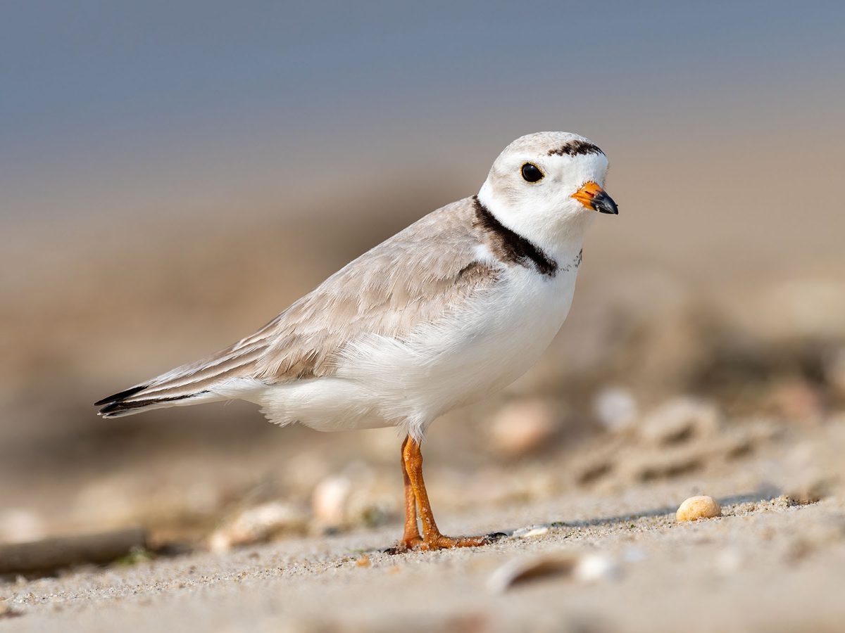 Piping Plover Nesting (Location, Eggs + Behavior) Birdfact