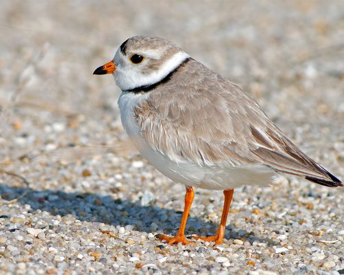 Charadriidae