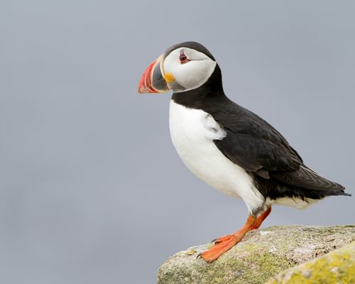 Atlantic Puffin