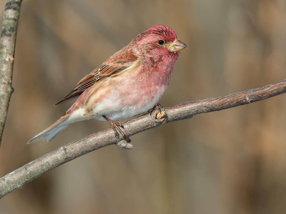 Purple Finch Nesting (All You Need To Know)