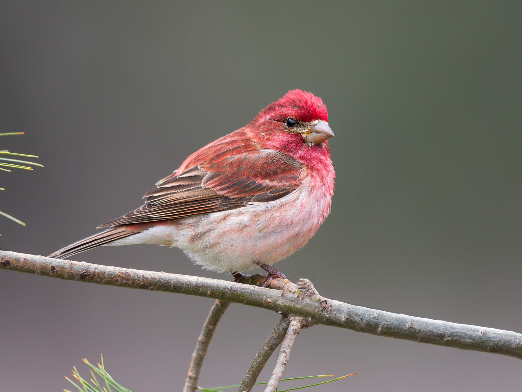 House Finch vs Purple Finch What Are The Differences? Birdfact