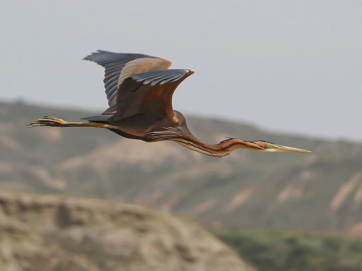 Purple Heron in-flight