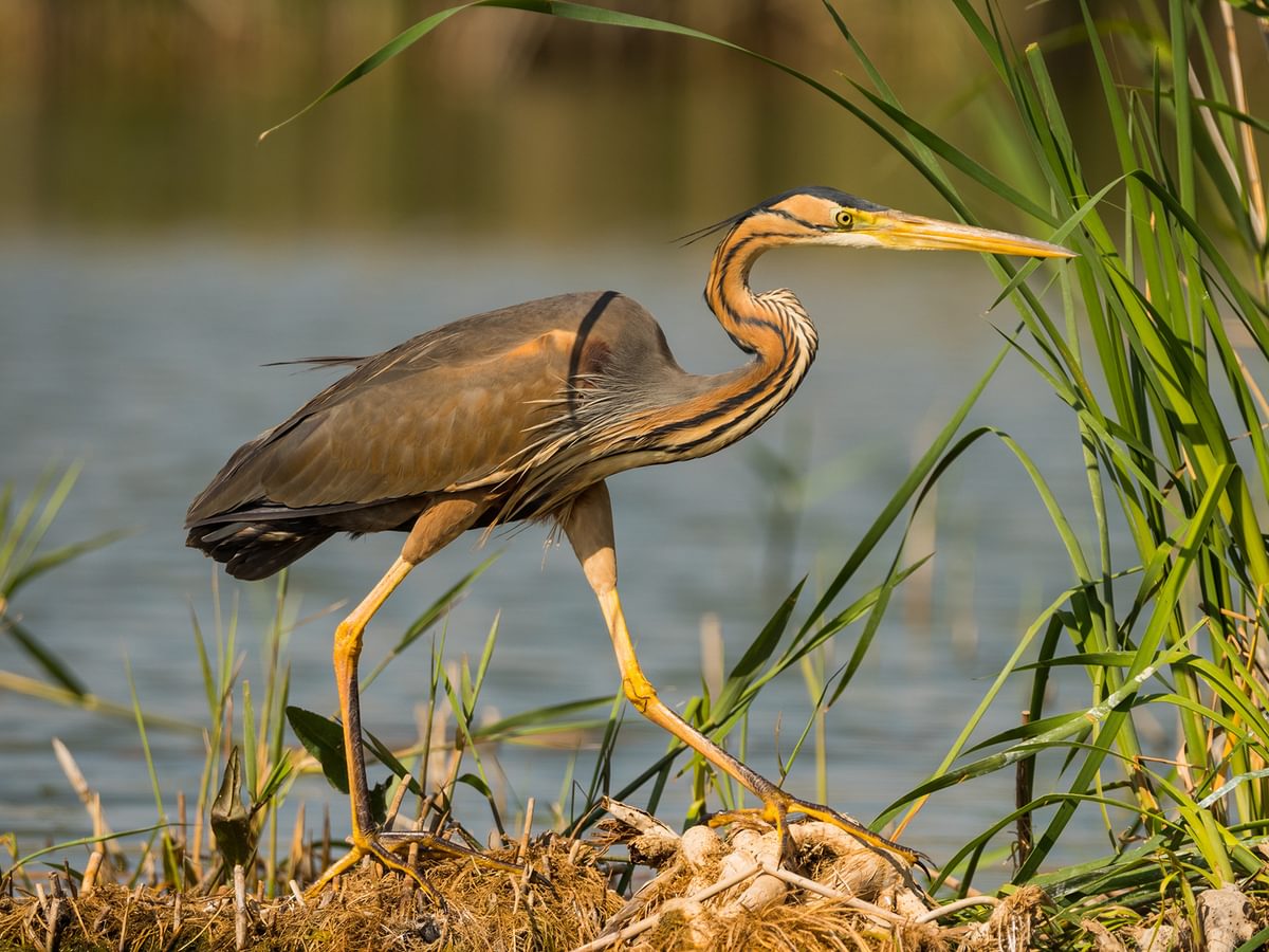 What Do Herons Eat? (Complete Guide) | Birdfact