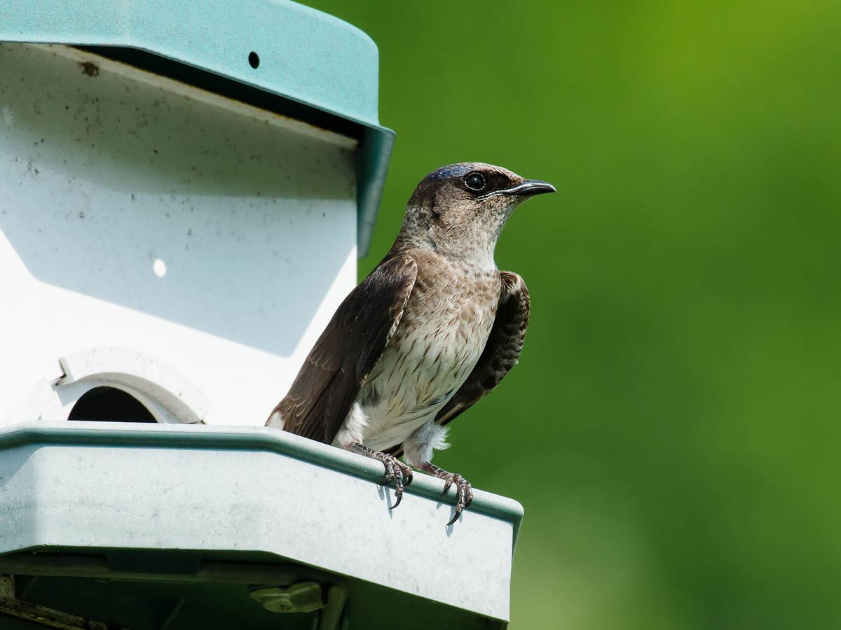 Female Purple Martins (Male vs Female Identification) Birdfact
