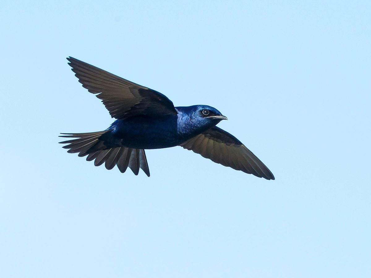 Purple Martin Migration A Complete Guide Birdfact