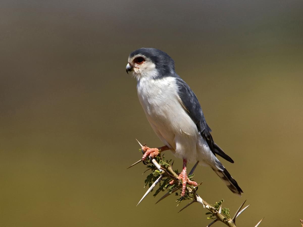 African Pygmy-falcon