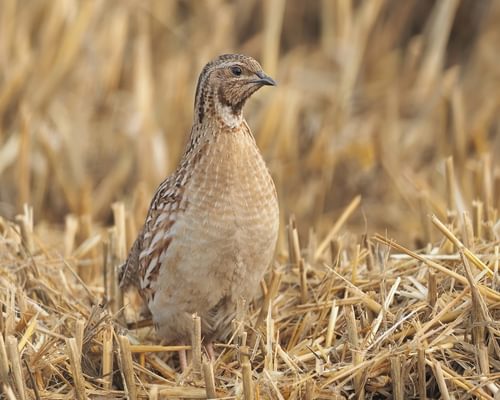 Common Quail