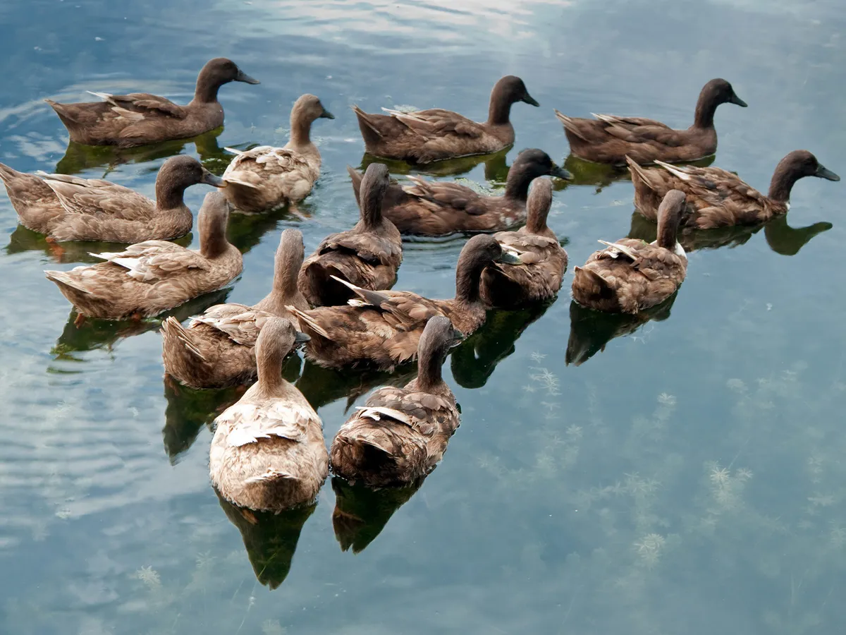 What is a Group of Ducks Called? (Complete List + Why?) | Birdfact