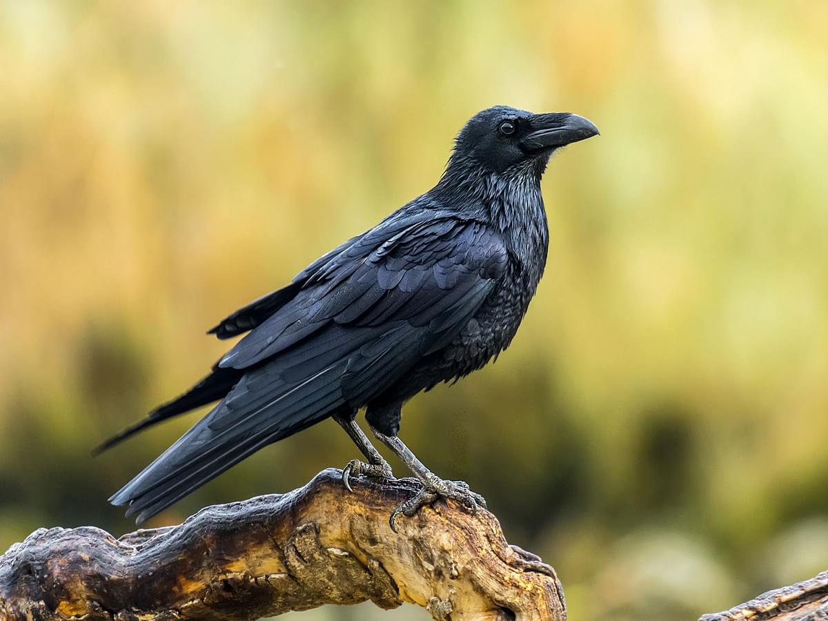 Raven or Crow: How To Easily Tell Them Apart