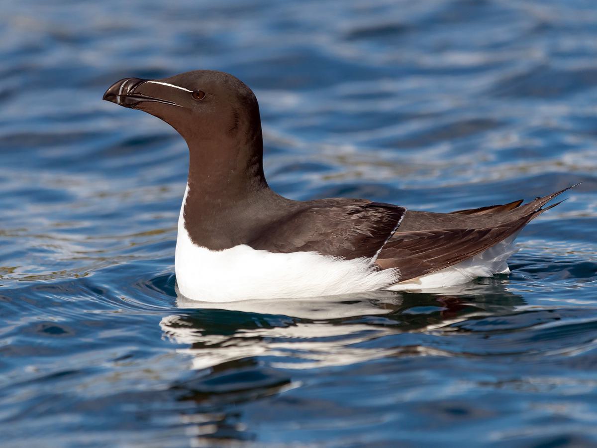 Razorbill Bird Facts (Alca torda) | Birdfact