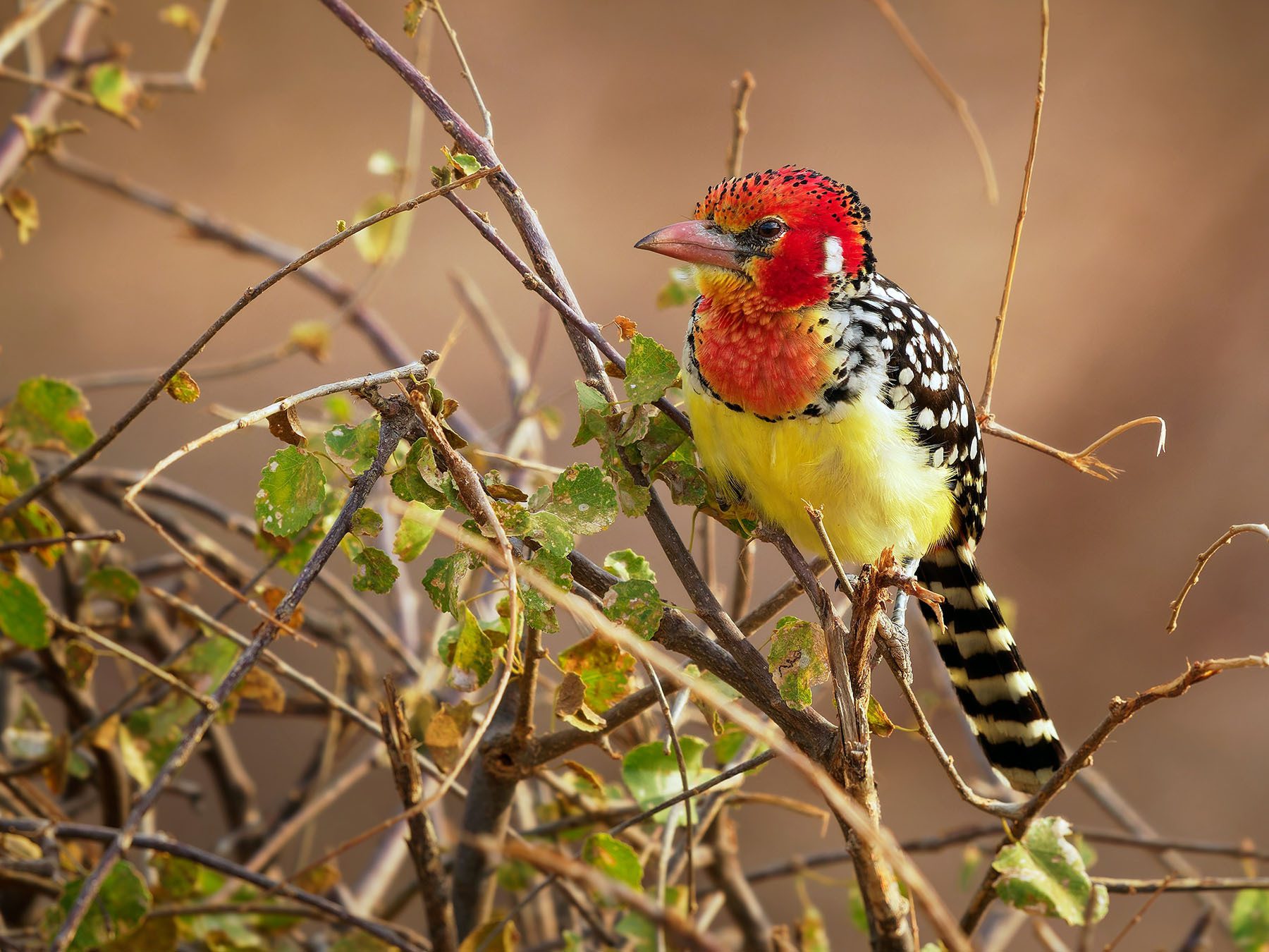 Red-and-yellow Barbet