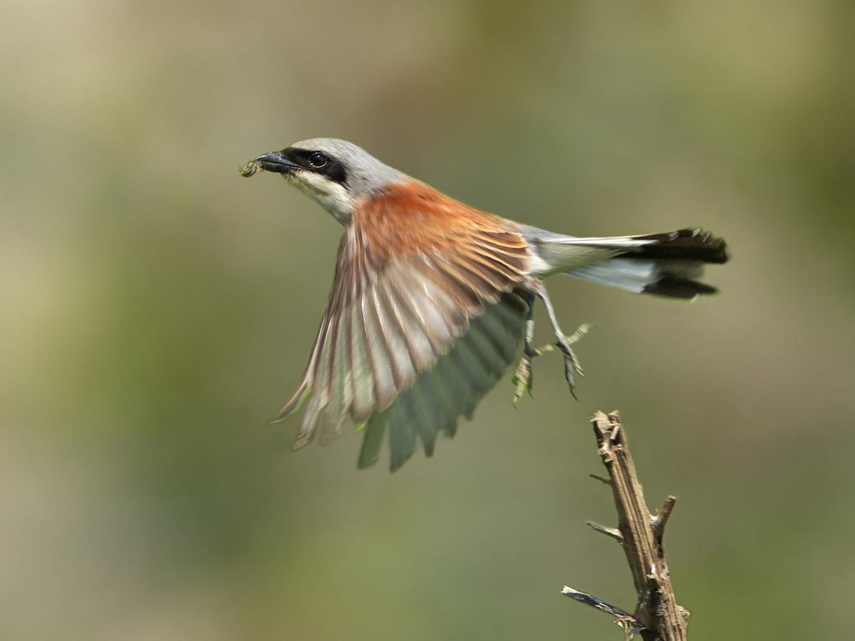 Red-backed Shrike taking off from branch