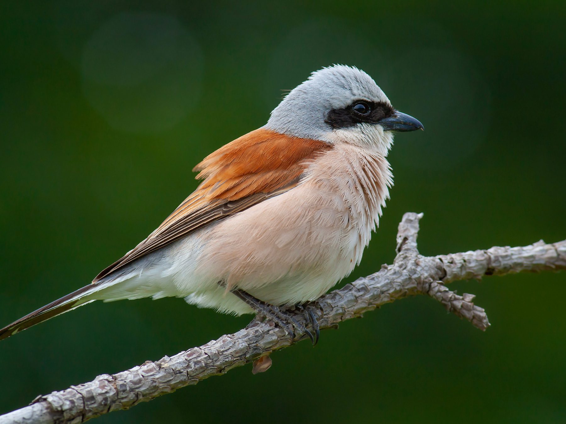 Red-backed Shrike