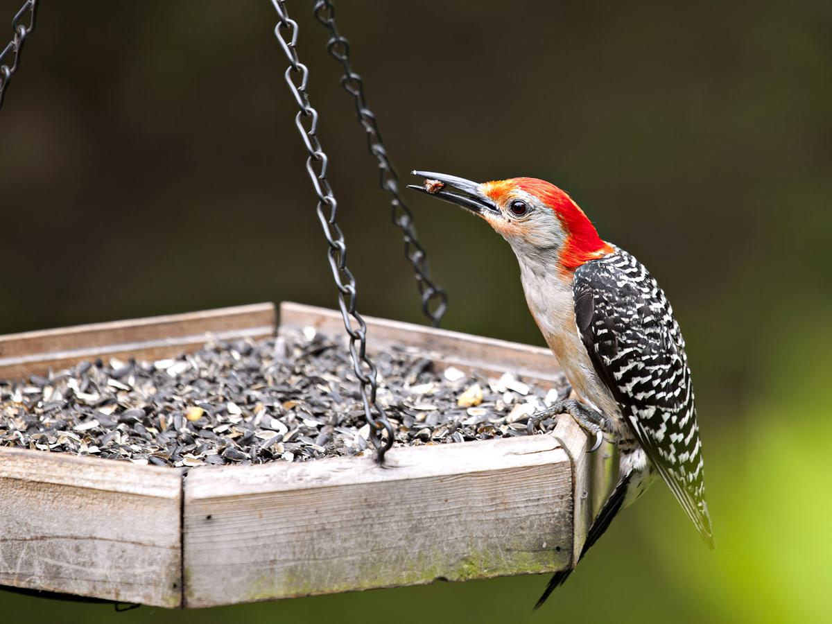 Although Red-bellied Woodpeckers are primarily insectivorous, they will sometimes eat seeds like Chia Seeds