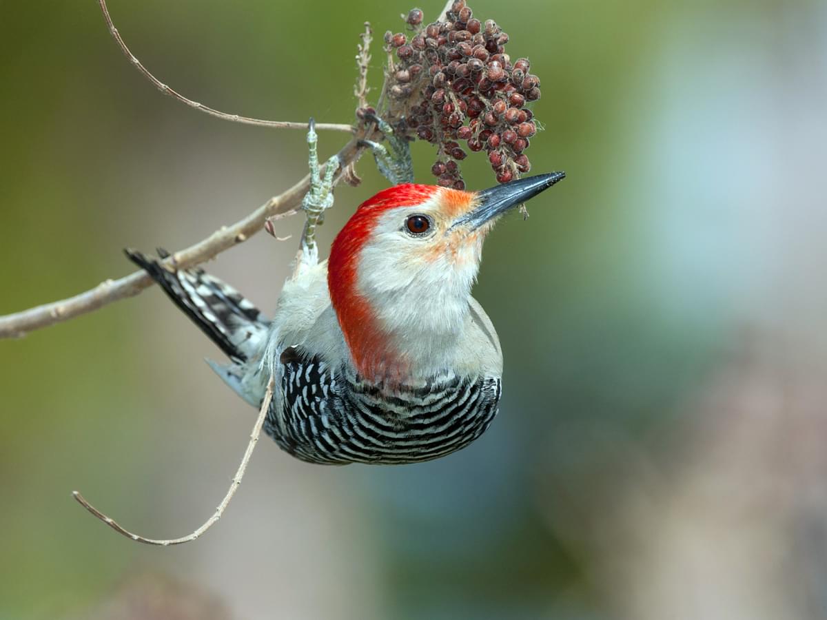 Red-bellied Woodpecker feeding on berries