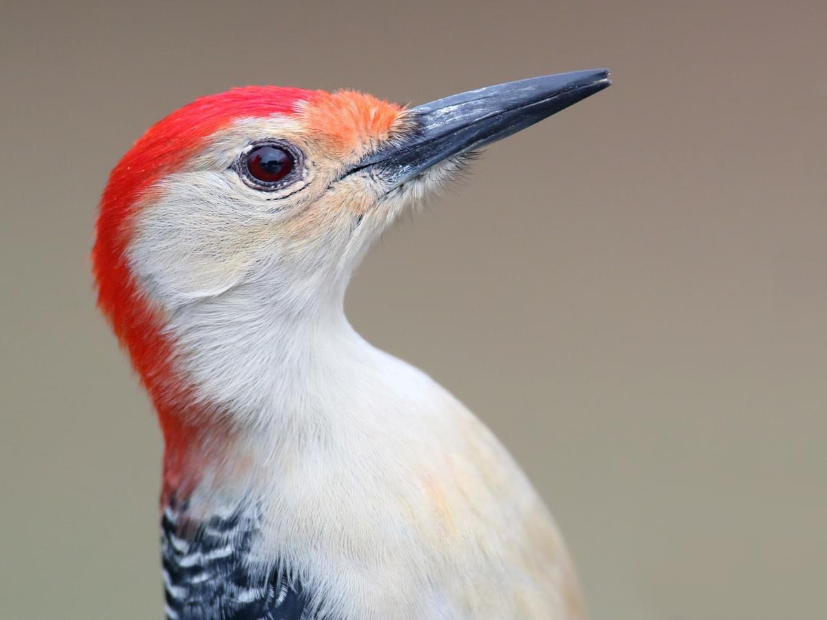 Portrait of a Red-bellied Woodpecker