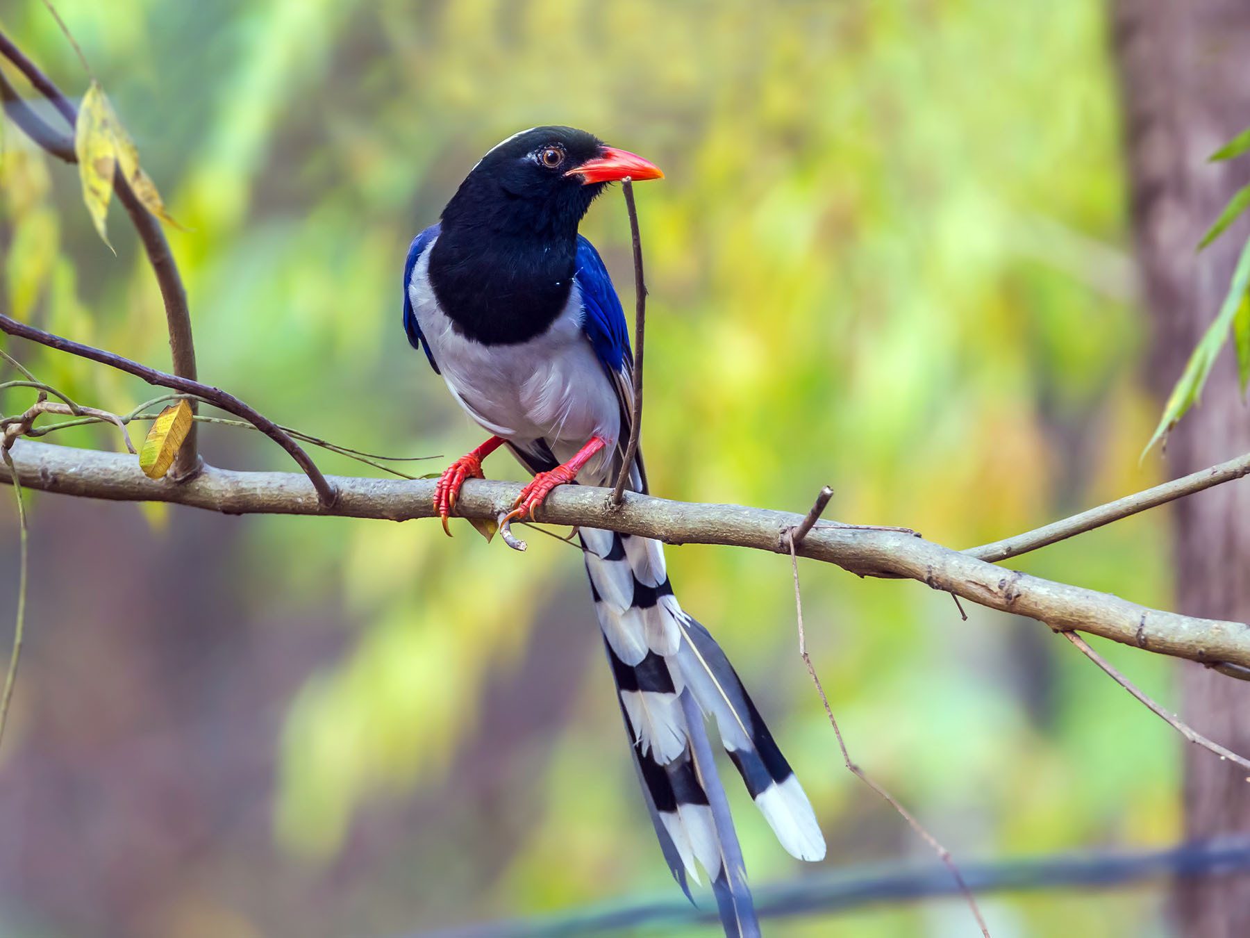 Red-billed Blue Magpie