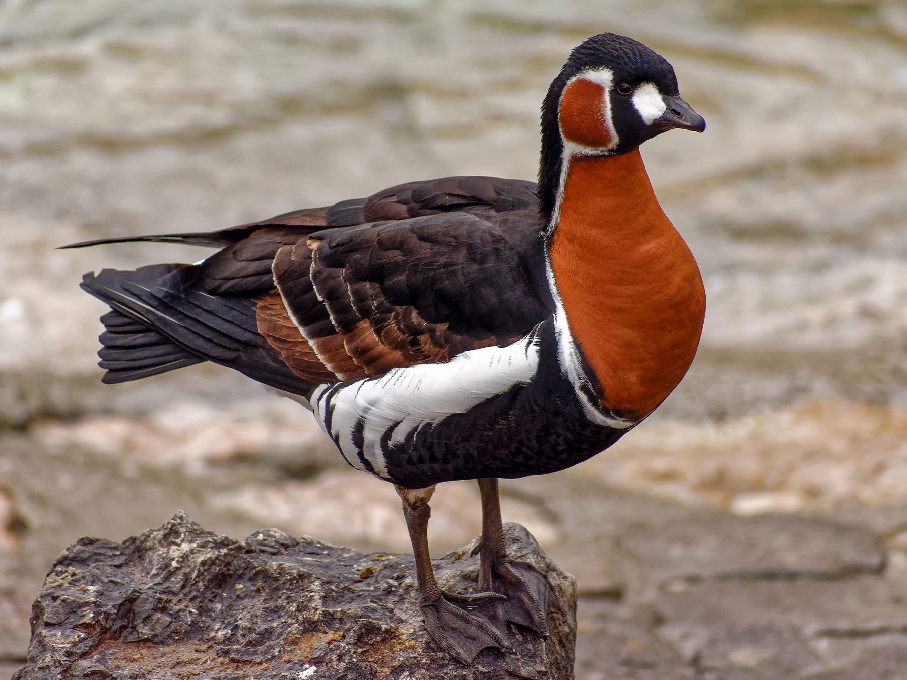 Red-breasted Goose