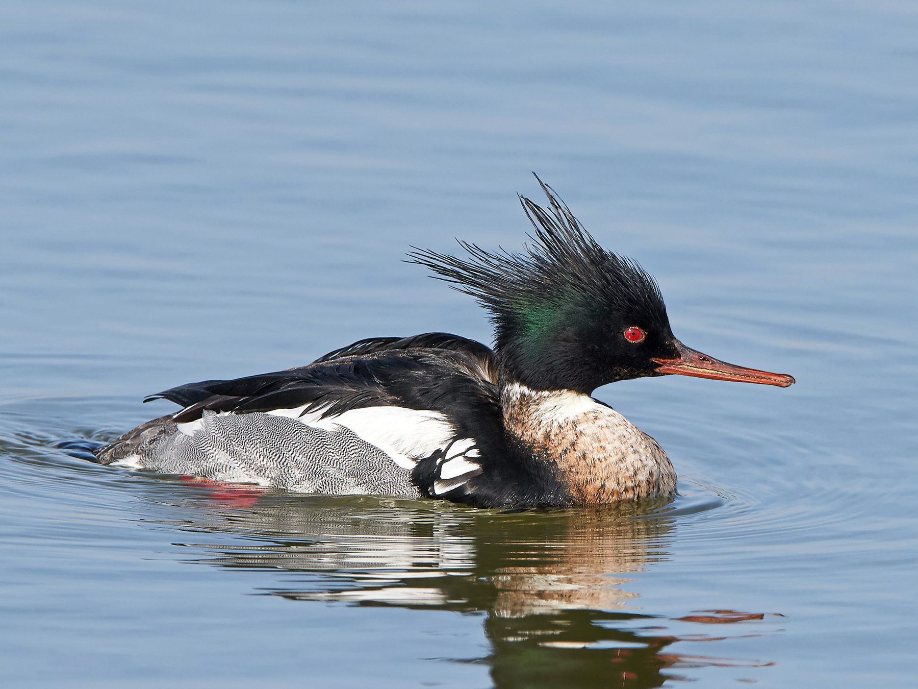 Red-breasted Merganser