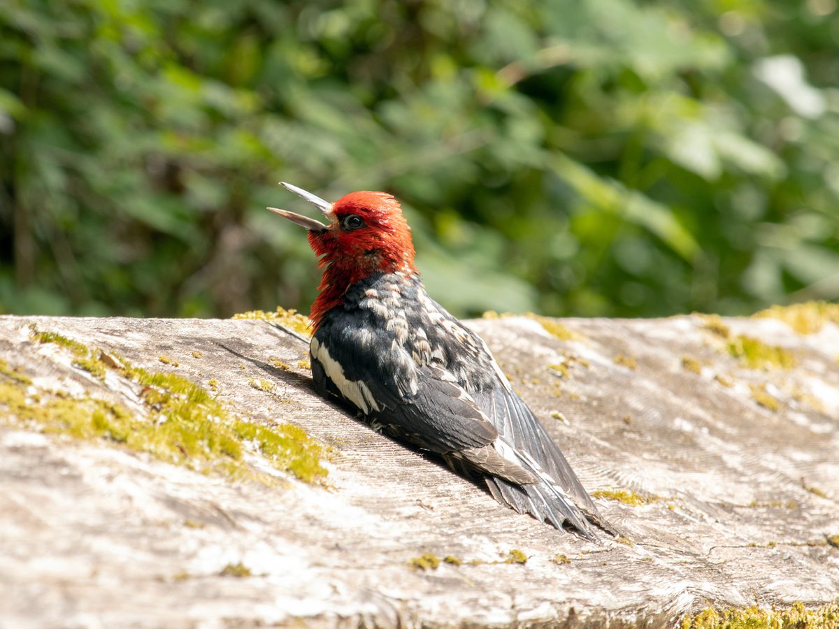 Red-breasted Sapsucker calling to warn of a nearby threat
