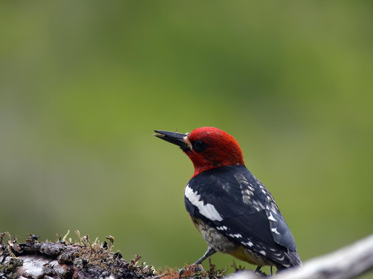 Red-breasted Sapsucker in natural habitat