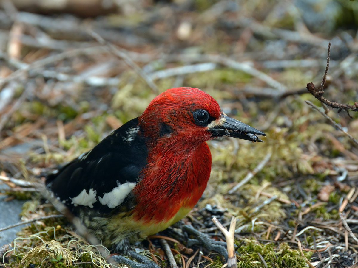 Red-breasted Sapsucker foraging on the forest ground