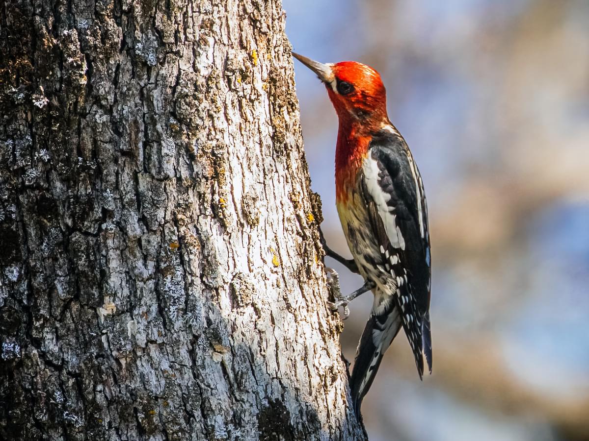 Red-breasted Sapsucker feeding on tree trunk