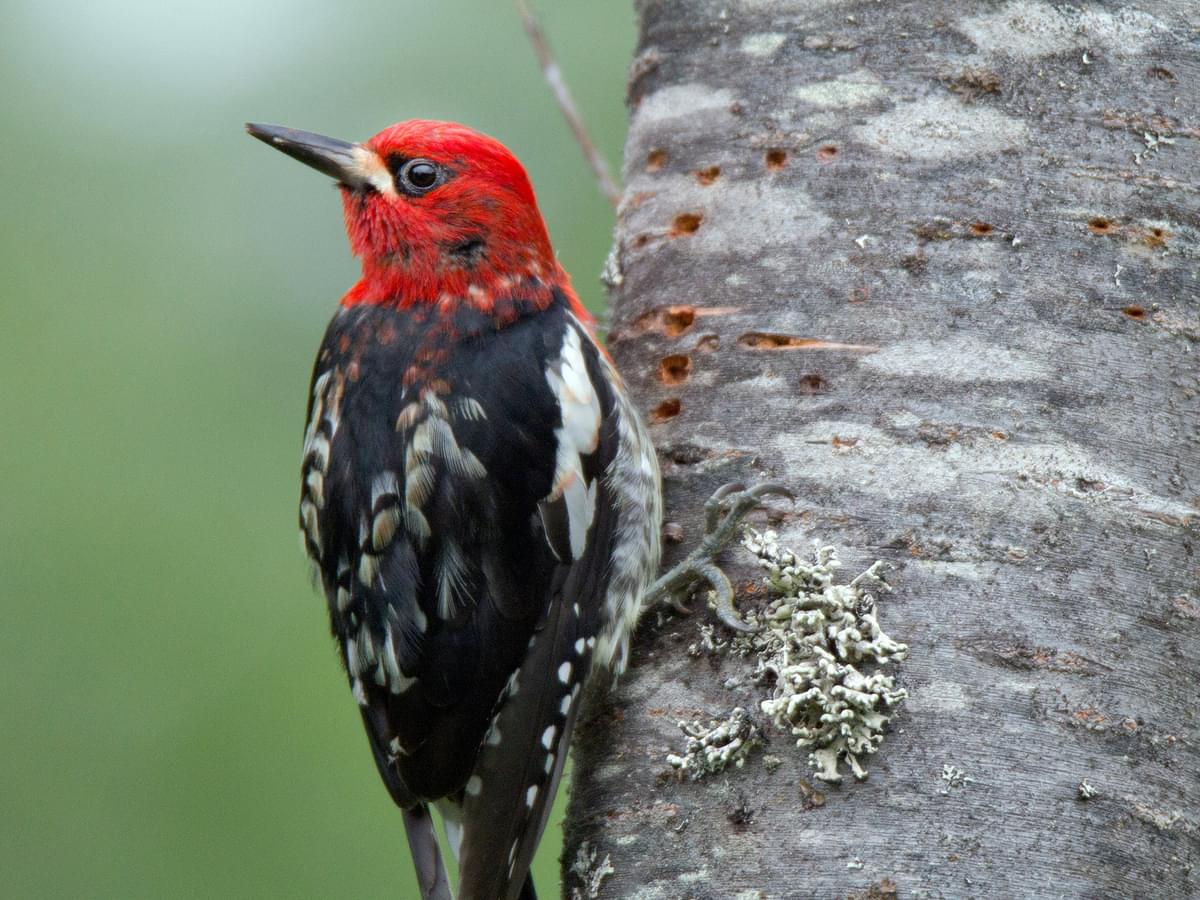 Red-breasted Sapsucker perched on a tree trunk