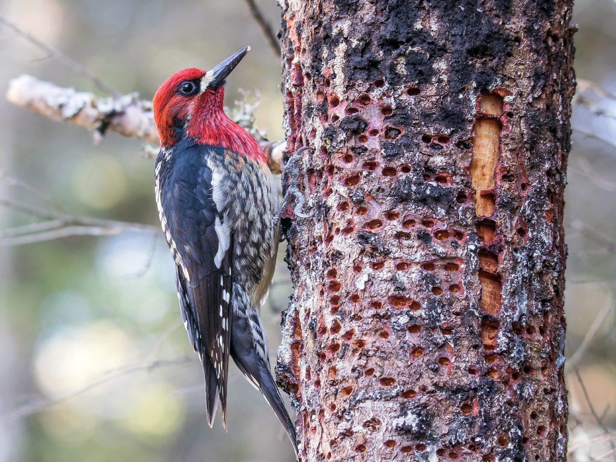 Red-breasted Sapsucker