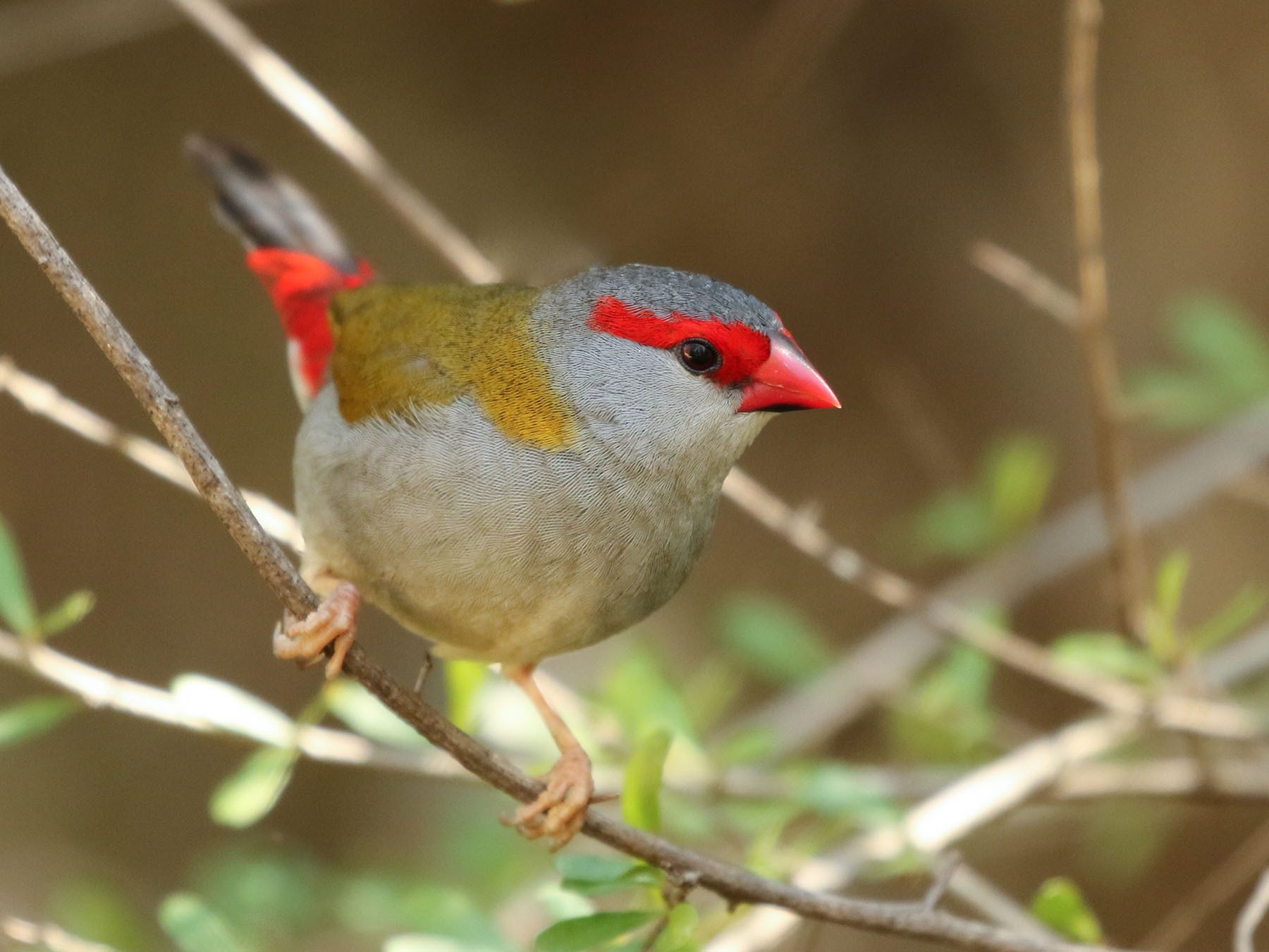 Red-browed Finch