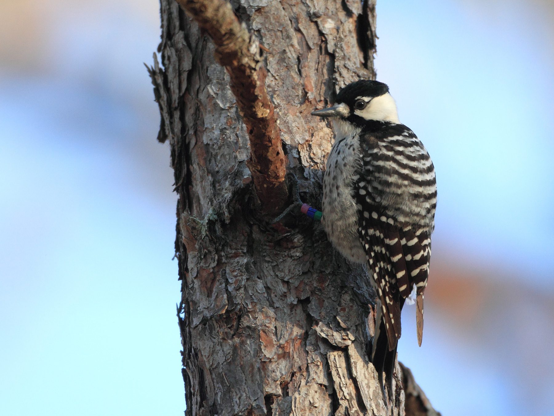 Red-cockaded Woodpecker