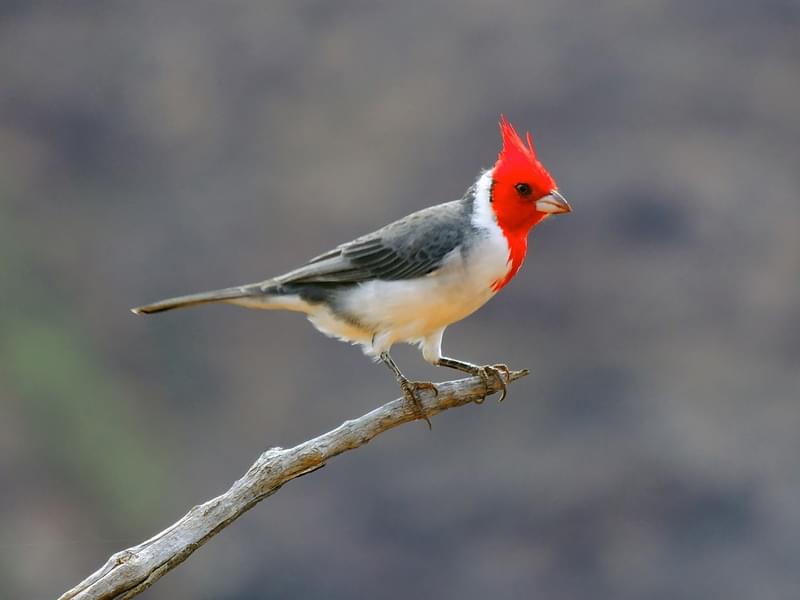 Cardinals in Hawaii (All You Need To Know) | Birdfact