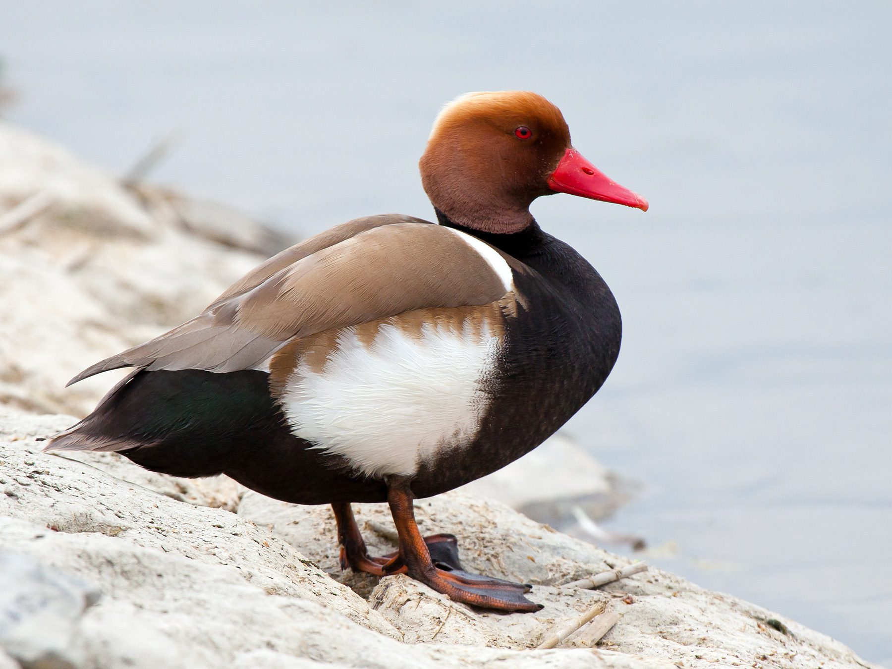 Red-crested Pochard