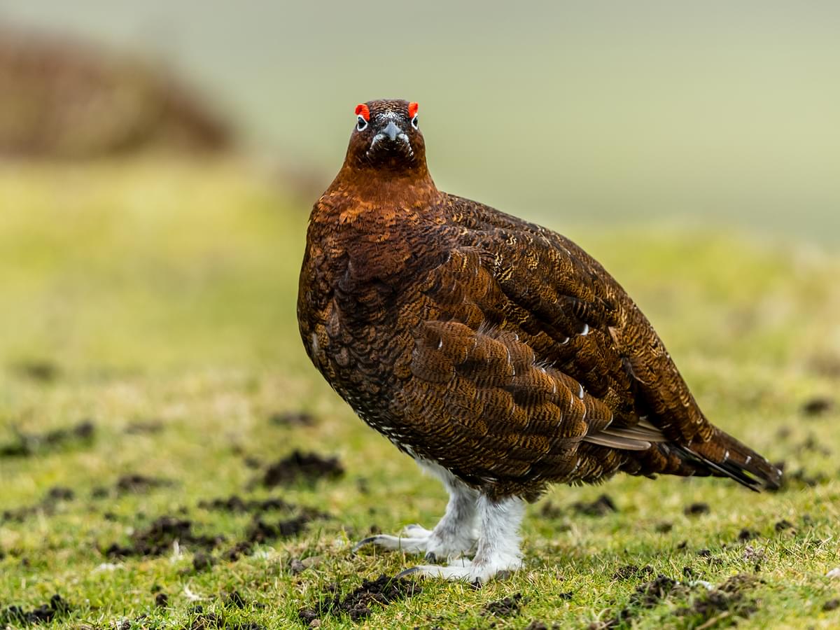 Red Grouse in the winter